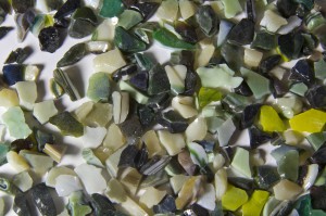 Sea Kelp